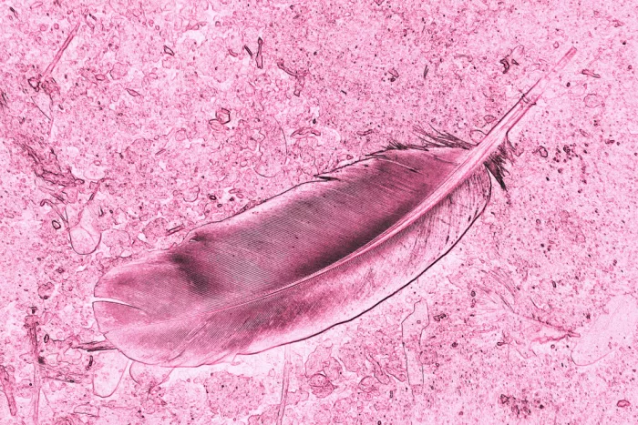 ch, Santhosh: Sogno di piuma rosa