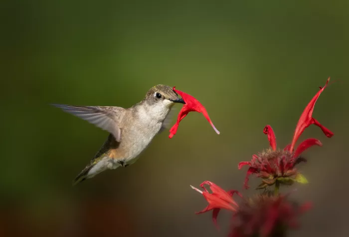 P., Ruiqing: Face masked hummingbird