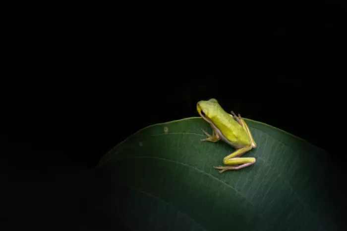 Zhang, Xiaohong: Baby Green Tree Frog
