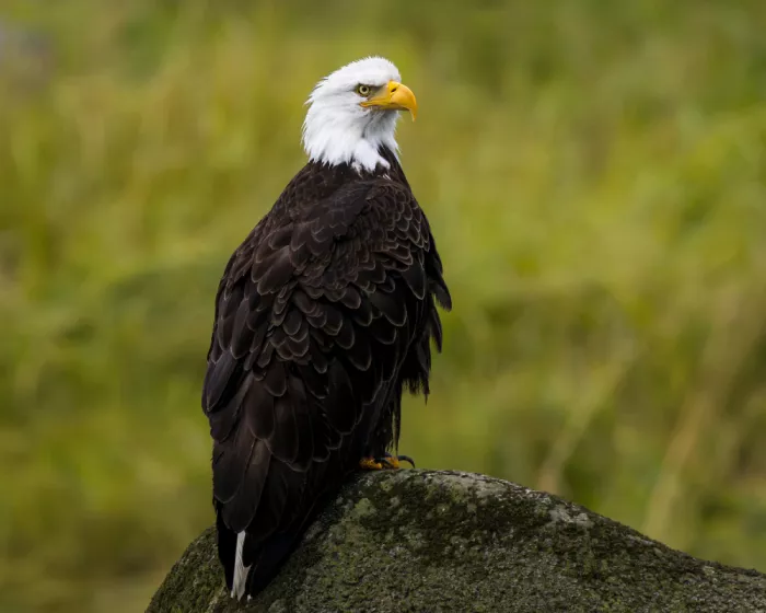 Li, Wanghan: Bald Eagle in Alaska