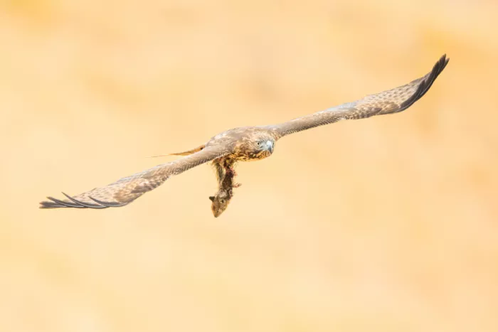 Wang, Moses: Red-tailed hawk