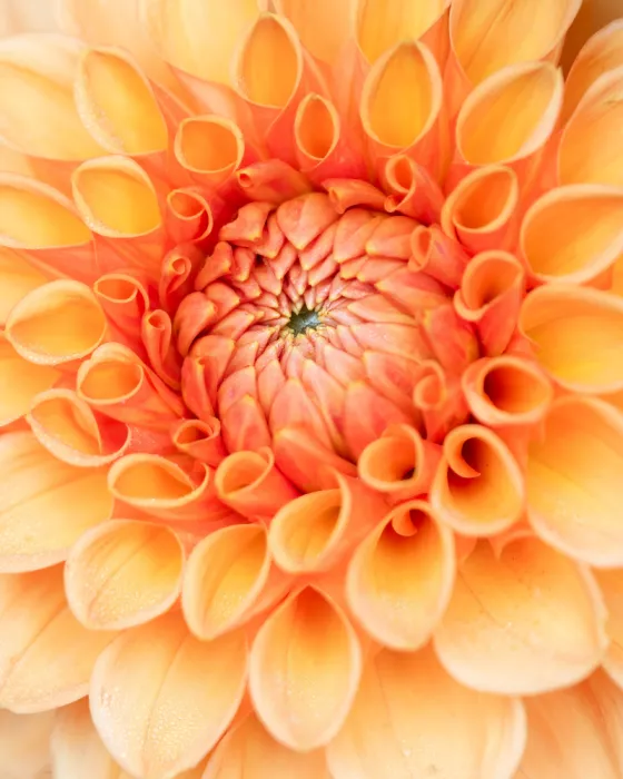 Lennartsson, Johan: Dahlia III