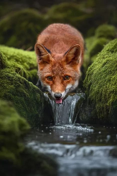 Egger, Marcel: Kleiner Fuchs