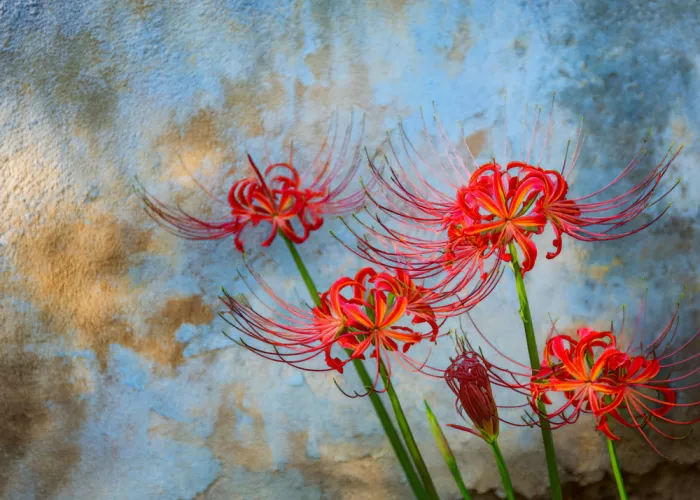 Sameshima, Yasutaka: Stage REM ~Dream of Red spider lily~