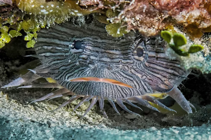 Abreu, Fernando: Splendid Toadfish