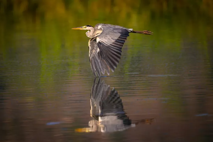 Weiss, Shmulik: Reflection