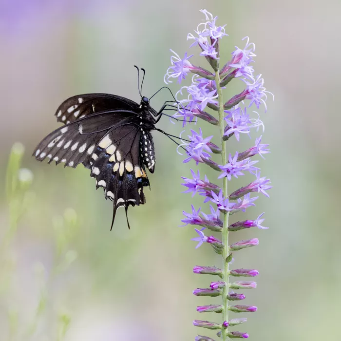 Lester, D Linda: Swallowtails of Summer