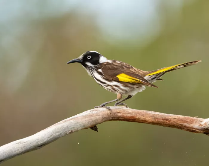 ahmadabdelhameed: New Holland Honeyeater