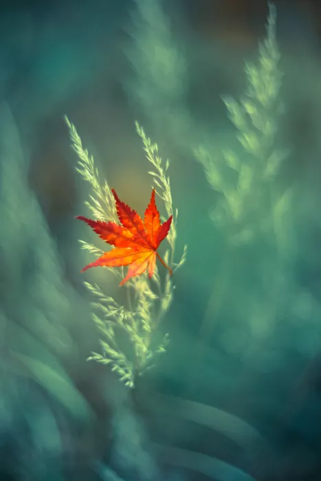 Kowatari, Shihya: One Autumn
