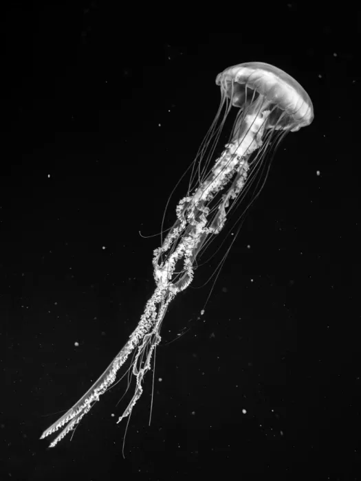 Yamamoto, Eiji: Swimming alone in space
