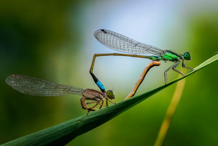 Aliace/uesan: Damselfly