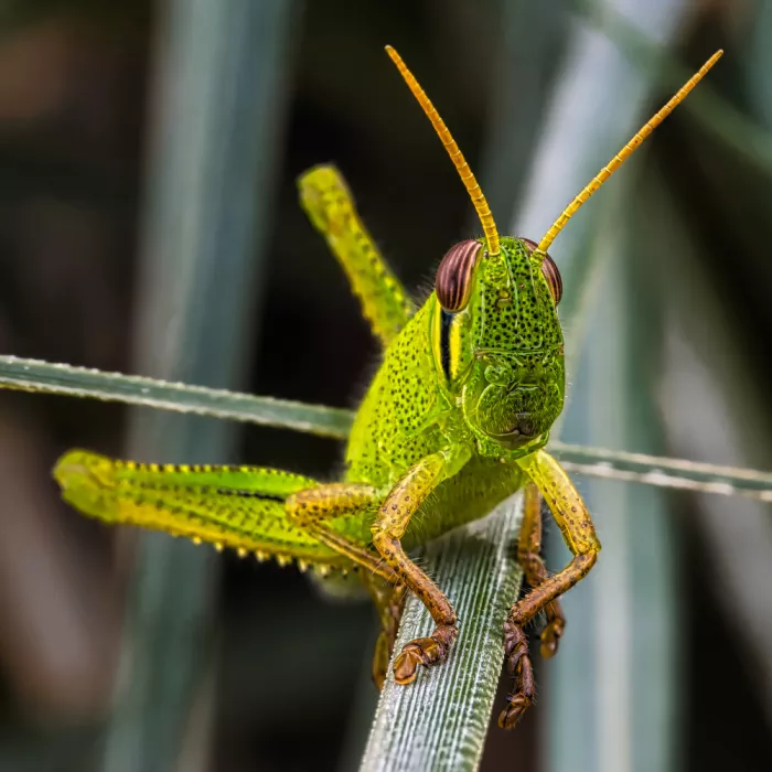 hiro: grasshoppers