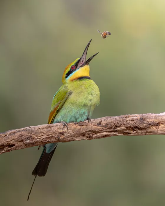 ahmadabdelhameed: Rainbow bee-eater
