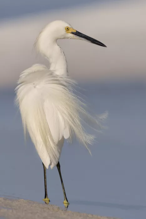 Lester, D Linda: The Beauty of the Snowy Egret