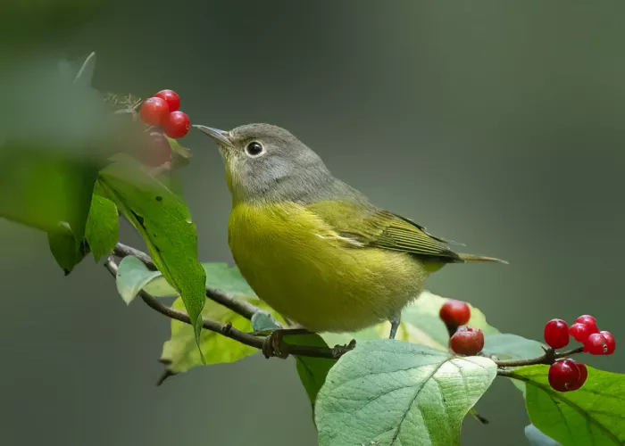 Zhang, Robert: Berry Pecker