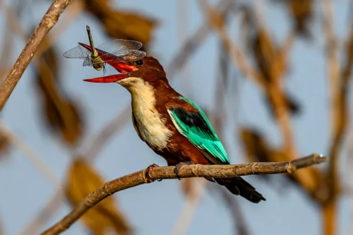 Weiss, Shmulik: Kingfisher and a friend
