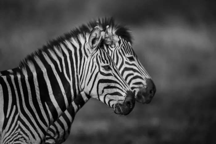 Amtmann, Ana: STRIPES IN HARMONY. A DUAL WILD GAZE