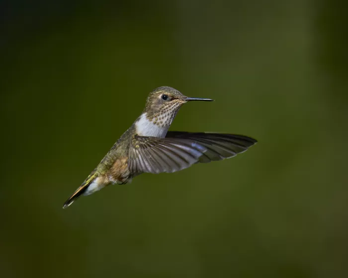 Sikand, Puneet: Volcano Hummingbird in Flight