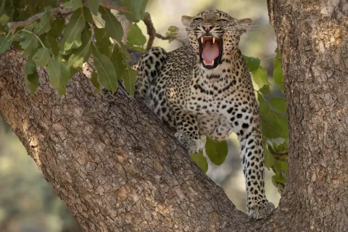 Doyle, Renee: Snarly