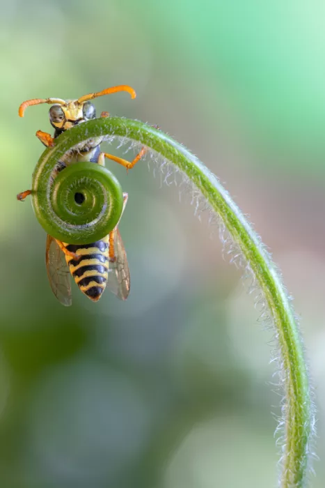Chiodini, Massimo: Spiralwespe