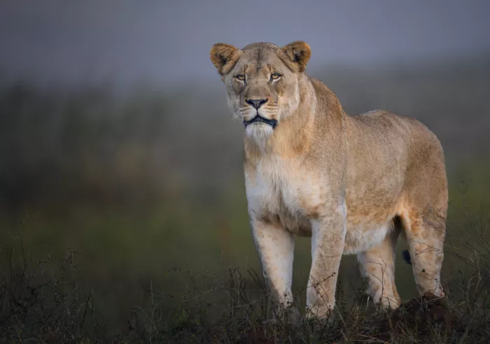 Amtmann, Ana: LION