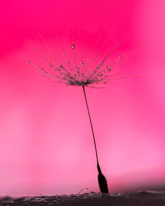 Bodat, Don: Dandelion