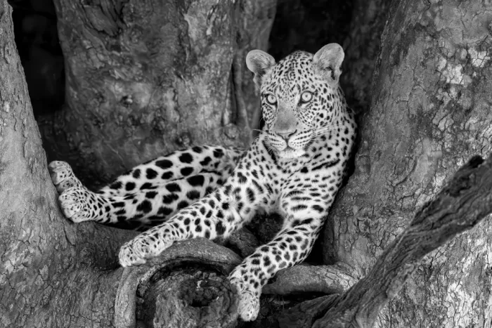 Zuo, Jun: Leopardo su un albero