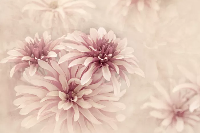 Parker, Jacky: Remembrance