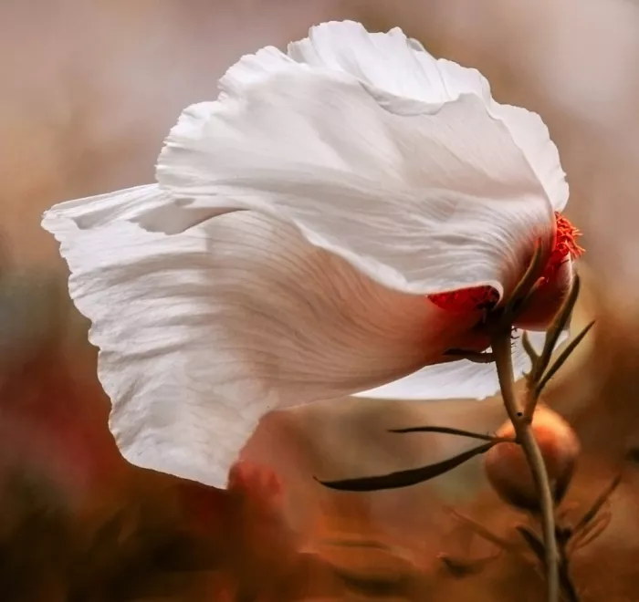 Wechsler, Robin: The wind in the poppy