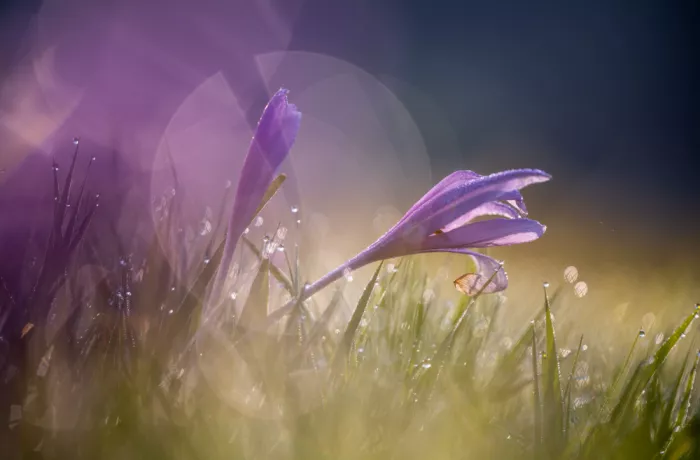 Eisenmann, Ulrike: Meadow Saffron