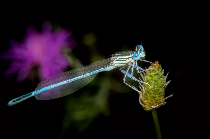 Andrica, Eduard: Blue damselfly