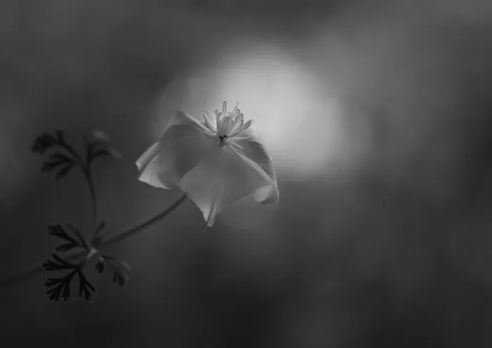 Grønkjær, Lotte: Flower of October
