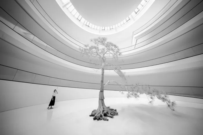 konglingming: Lonely Tree
