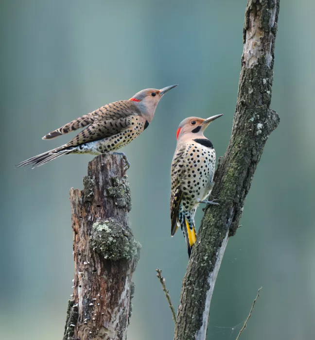 Wang, Catherine: Woodpeckers