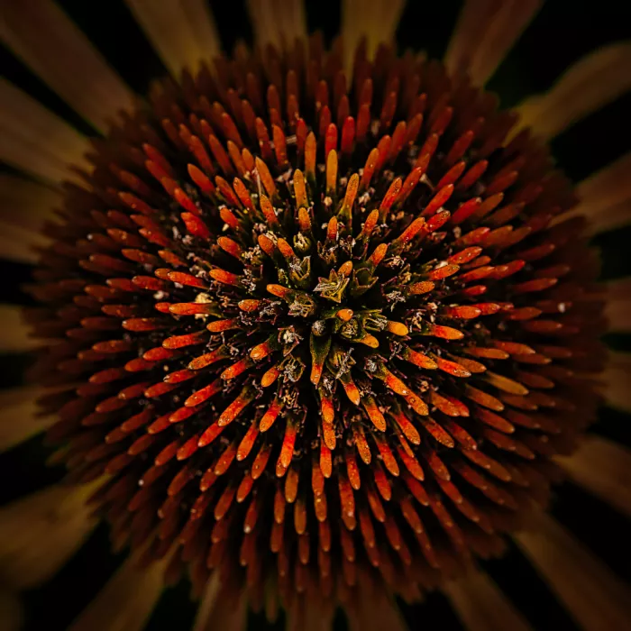 hiro: flower