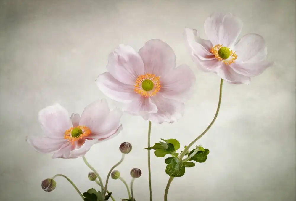 Disher, Mandy: Anemoni