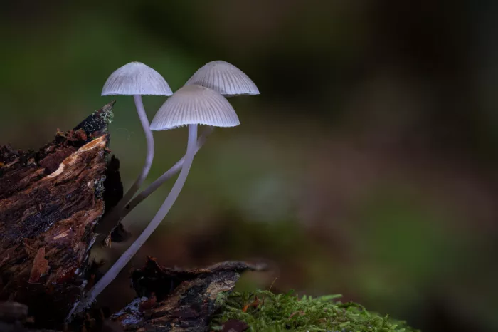 Barboni, Sergio: Three small mushrooms on the trunk