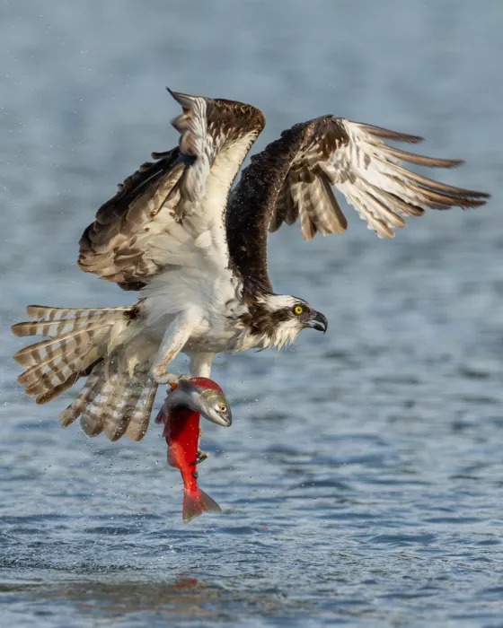 Wang, Victor: Aquila di mare che cattura un salmone kokanee
