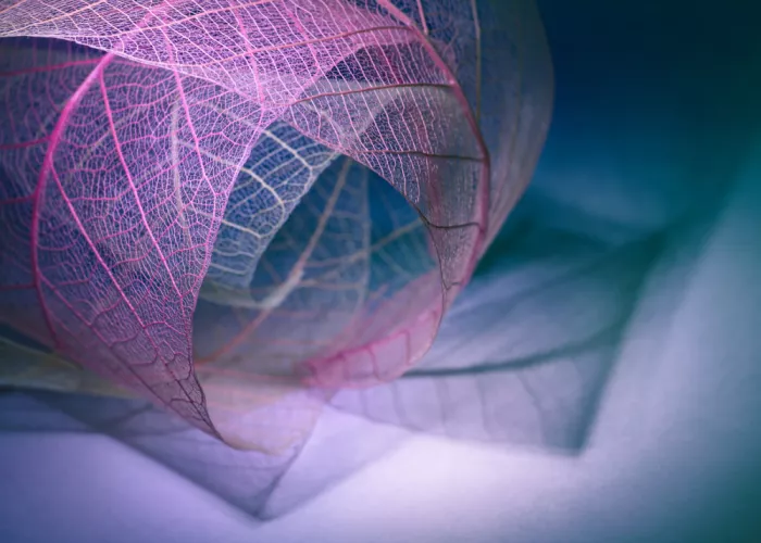 Kowatari, Shihya: Fold