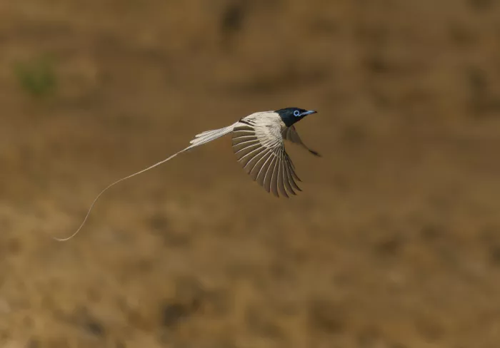 Sikand, Puneet: Flight of Paradise