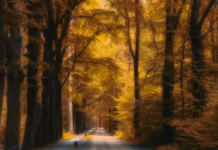 Lee, van Hilda: autumn colours