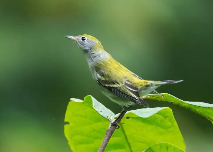 Zhang, Robert: Chestnut-sided Warbler on Alert