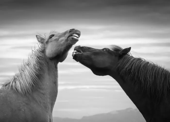 P., Ruiqing: Tooth Fight