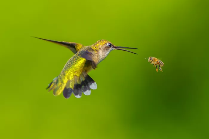 He, Mike: Un colibrì e un
