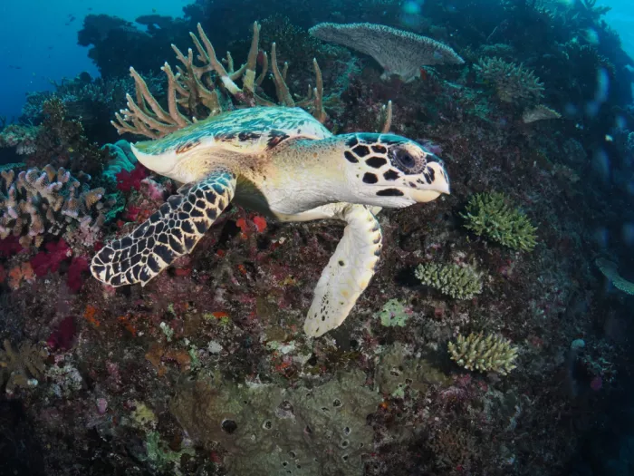 Tov, Ben Ilan: Hawksbill Turtle