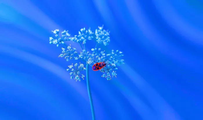 Dufour, Thierry: Solitude en bleu...