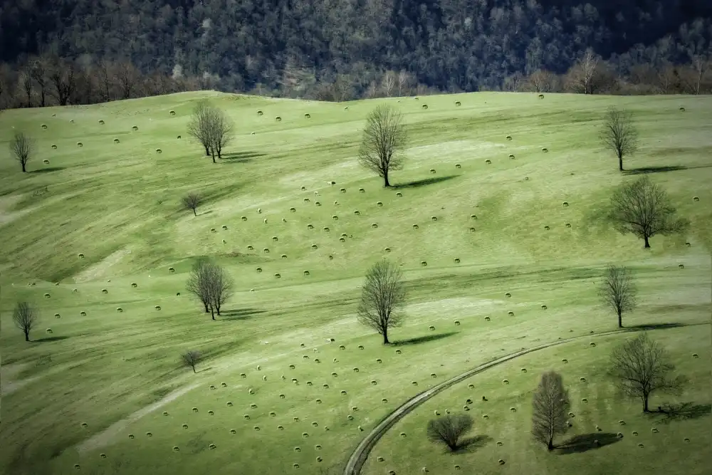 Cseresnjes, Anna: pecore...