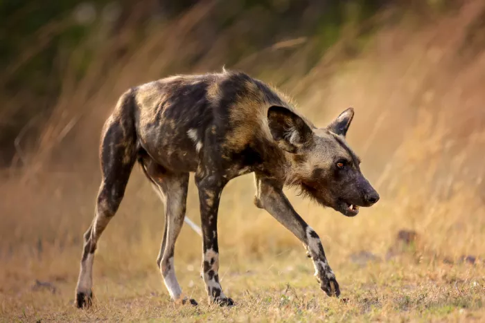 Grohovaz, Gaby: Wild Dog Hoo Calling