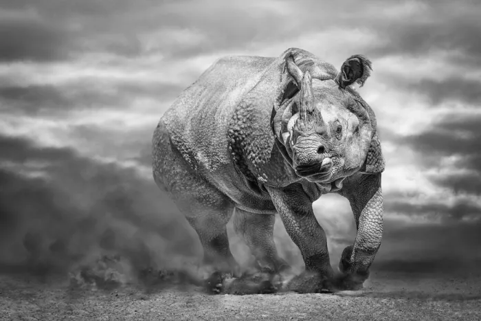 Egger, Marcel: Wüstenrhino - SW
