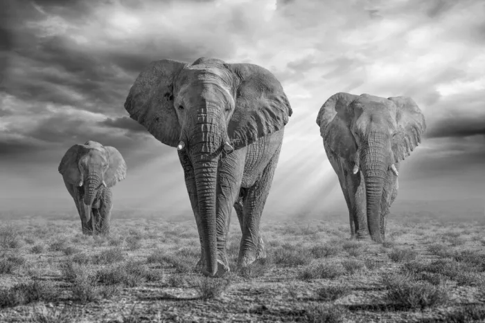 Egger, Marcel: Elefanti di Etosha – Bianco e Nero